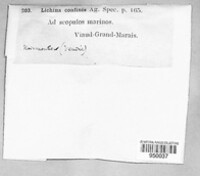 Image of Lichina confinis